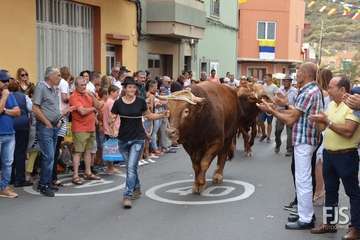Misa, desfile del ganado y procesión religiosa en el Valle de los Nueve de Telde (Foto Francisco Javier Santana)